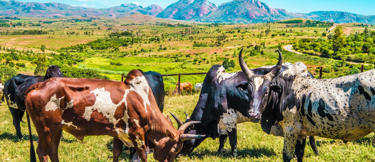 Qué ver en Madagascar Ambatolampy