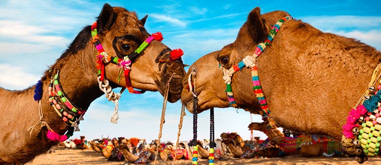 Qué ver en India Bikaner