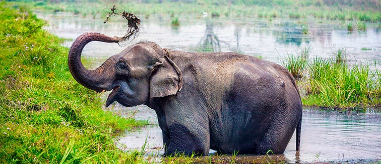 Qué ver en Nepal Chitwan