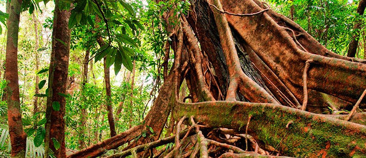 Qué ver en Australia Daintree Rainforest