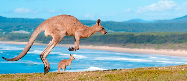 Qué ver en Australia Isla Canguro