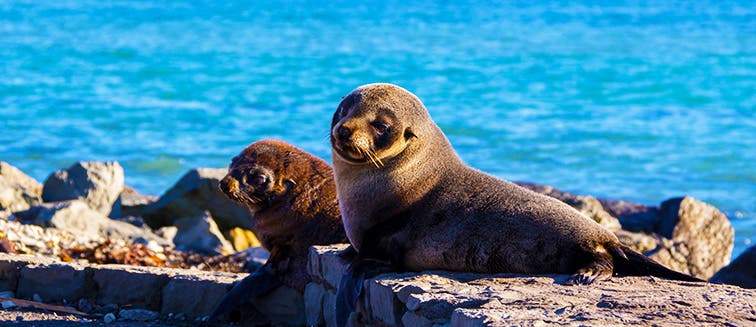 Qué ver en Nueva Zelanda Kaikoura