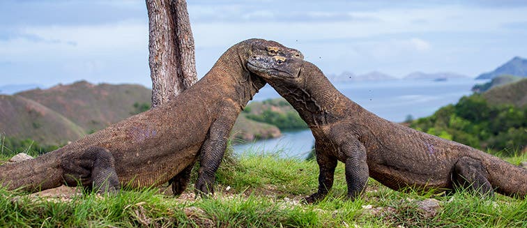 Qué ver en Indonesia Komodo National Park