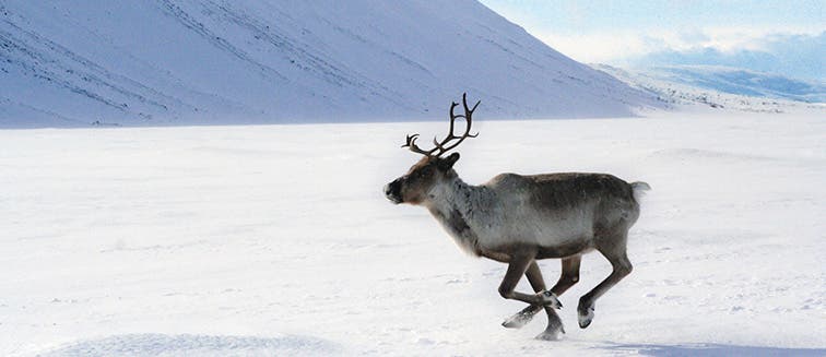 Qué ver en Finlandia Kuusamo