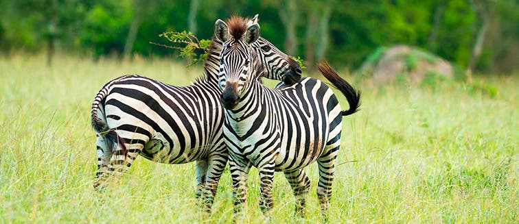 Qué ver en Uganda Lago Mburo