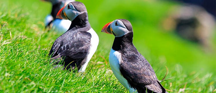 Qué ver en Islas Feroe Mykines