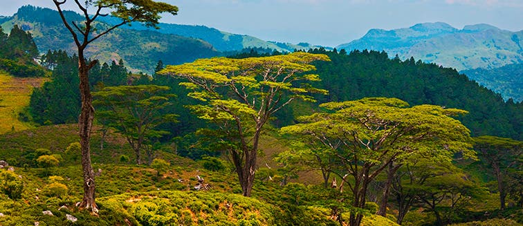 Qué ver en Sri Lanka Nuwara Eliya