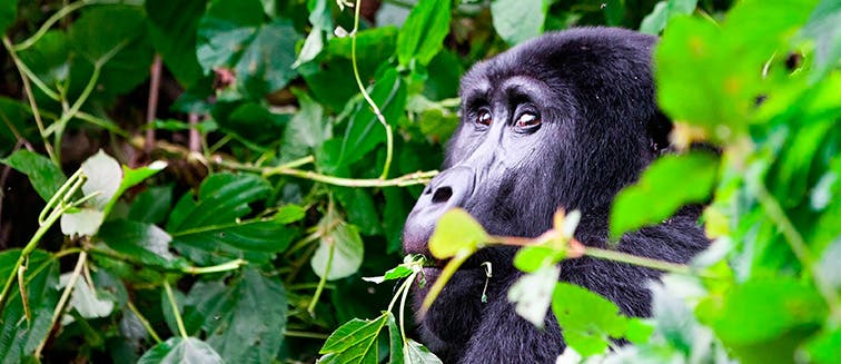 Qué ver en Uganda Parque Nacional de Bwindi