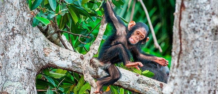 Qué ver en Uganda Parque Nacional de Kibale