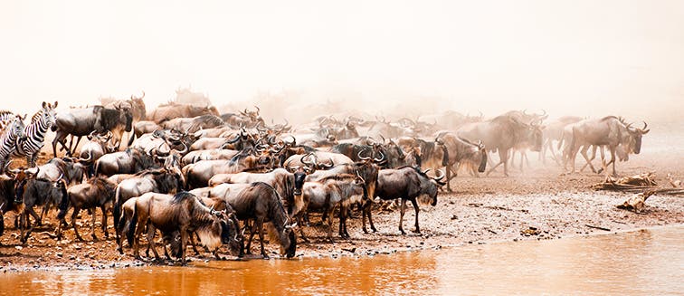 Qué ver en Tanzania Parque Nacional de Serengueti