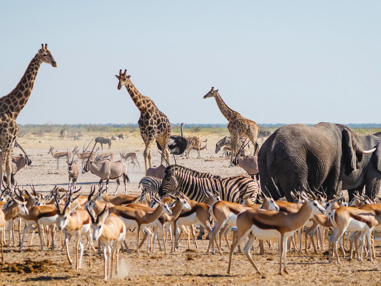 Qué ver en Namibia Parque Nacional Etosha