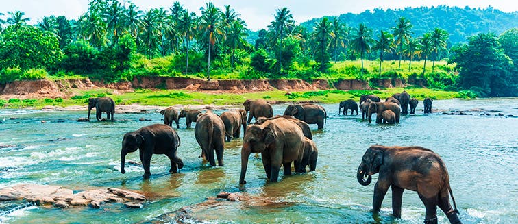 Qué ver en Sri Lanka Pinnawala