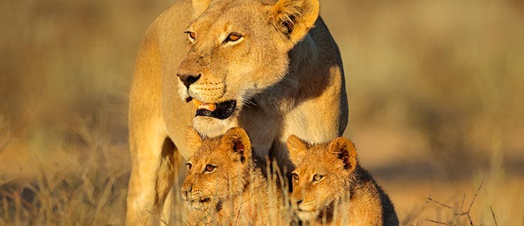 Qué ver en Botsuana Reserva de Caza del Kalahari Central