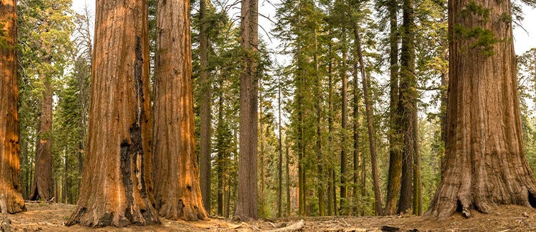 Qué ver en United States Sequoia National Park