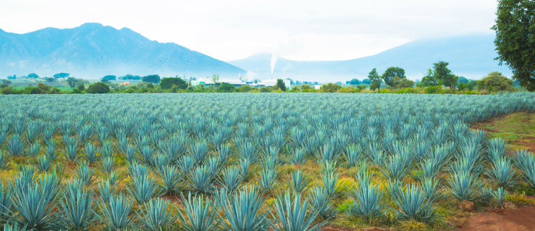 Qué ver en México Tequila