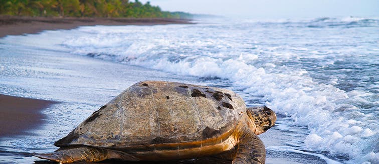 Qué ver en Costa Rica Tortuguero