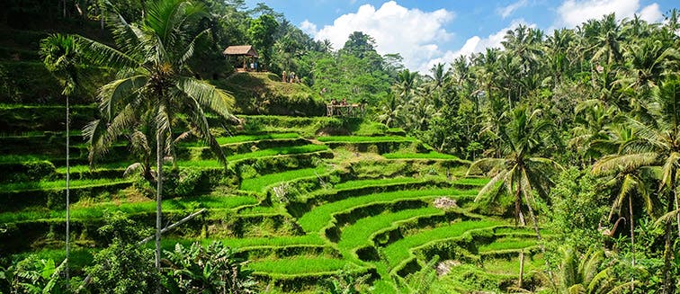 Qué ver en Indonesia Ubud